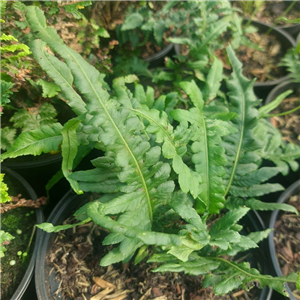 Polypodium Glycyrrhiza 'Longicaudatum'